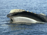 Right Whale Rises to the Water's Surface Exposing its Baleen Fotografisk trykk av Des & Jen Bartlett