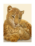 Close Up of Leopard Photo
