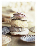 Colored Seashells Prints