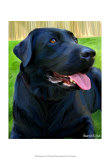 Handsome Lab Pôsters por Robert Mcclintock