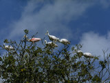 Roseate Spoonbills Perch in the Crown of a Mangrove Tree Photographie par Willard Culver