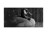 Duck Posters