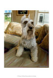 Schnauzer Posters by Robert Mcclintock