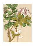 Magnolia Tree Flowers Print