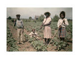 Four Children Cultivate Cotton in a Field Photographie par Edwin L. Wisherd