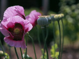 Delicate Pink Poppy Flowers and Seed Pods Photographic Print by Ed George