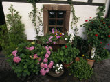 Potted Plants and Vines Create a Colorful Garden around a Window Photographic Print by Ed George