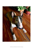 Bull Terrier Down Affiche par Robert Mcclintock