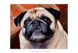 Snaggle Pug Prints by Robert Mcclintock