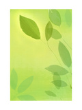 Green Leaves on Branches Posters