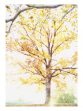 Autumn Trees Pósters Autumn Trees Pósters