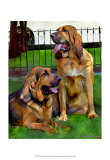 Bloodhounds Posters by Robert Mcclintock