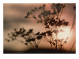 Queen Anne's Lace with Sun Poster