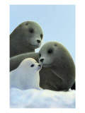 Family of Seals Stampa giclée Family of Seals Stampa giclée