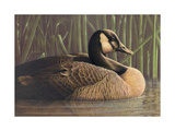 Close Up of Duck on Water Prints