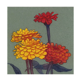 Zinnia Flower Posters