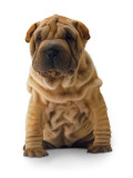 Brown Shar Pei Prints