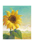 Sunflower Pósters Sunflower Pósters
