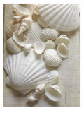 White Sea Shells Prints