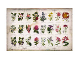 Vintage Botanical Posters