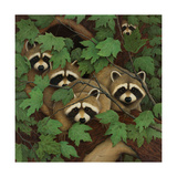 Family of Raccoons Posters Family of Raccoons Posters