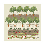 Rows of Carrots in Garden Posters