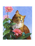 Orange Cat with Zinnia Prints