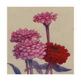 Zinnia Flower Affiches