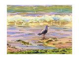 Seagull at Water's Edge Poster