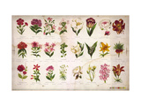 Vintage Botanical Poster
