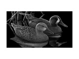 Two Ducks Posters