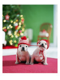 White French Bulldogs Láminas White French Bulldogs Láminas