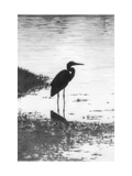 Heron Posters