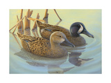 Ducks in Water Poster