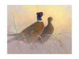 Pheasants Posters