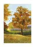 Autumn Tree Prints