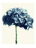 Blue Hydrangea Prints