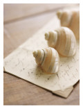 Three Sea Shells Posters