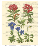 Allegro I Print by Irene Paschal