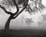 En la niebla Pósters por Monte Nagler En la niebla Pósters por Monte Nagler