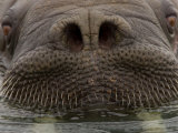 Close up of Young, Male Atlantic Walrus Photographic Print