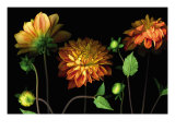 Orange Dahlia Garden Giclee Print by Pip Bloomfield