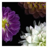 Purple Dahlia II Lámina giclée por Pip Bloomfield Purple Dahlia II Lámina giclée por Pip Bloomfield