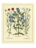 Besler Blumenbild IV Giclée-Druck von Basilius Besler