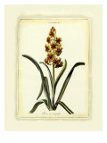 Hyacinth IX Giclee Print by Christoph Jacob Trew