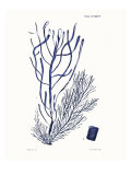Shades of Indigo III Giclee Print by Vision Studio 