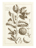 Sepia Exotics I Giclee-trykk av Pierre Buchoz