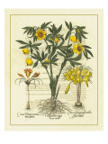 Flore II reproduction procédé giclée par Basilius Besler