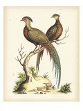 Regal Pheasants II Reproduction procédé giclée par George Edwards