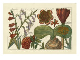 Botanical II Giclee Print